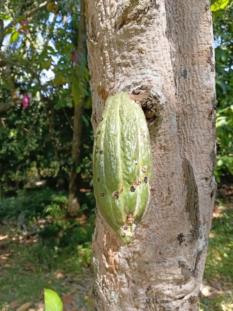 Cacao Plantation in Mayong Village Bali