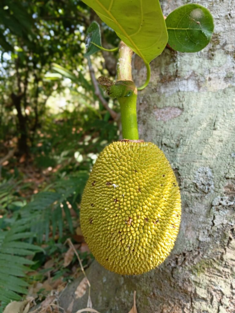 Tropical Plant in Mayong Village north Bali