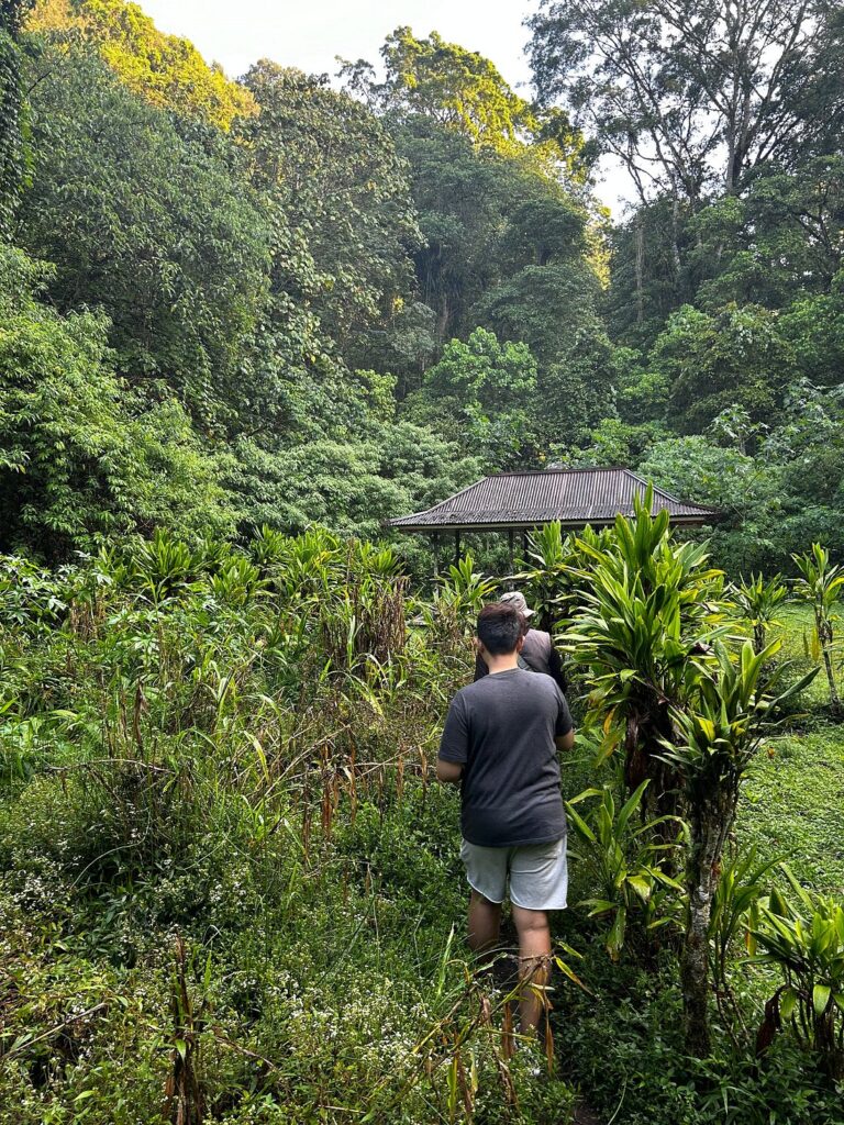Scenic jungle trail connecting Lake Buyan and Lake Tamblingan on the Twin Lake Jungle Trek.