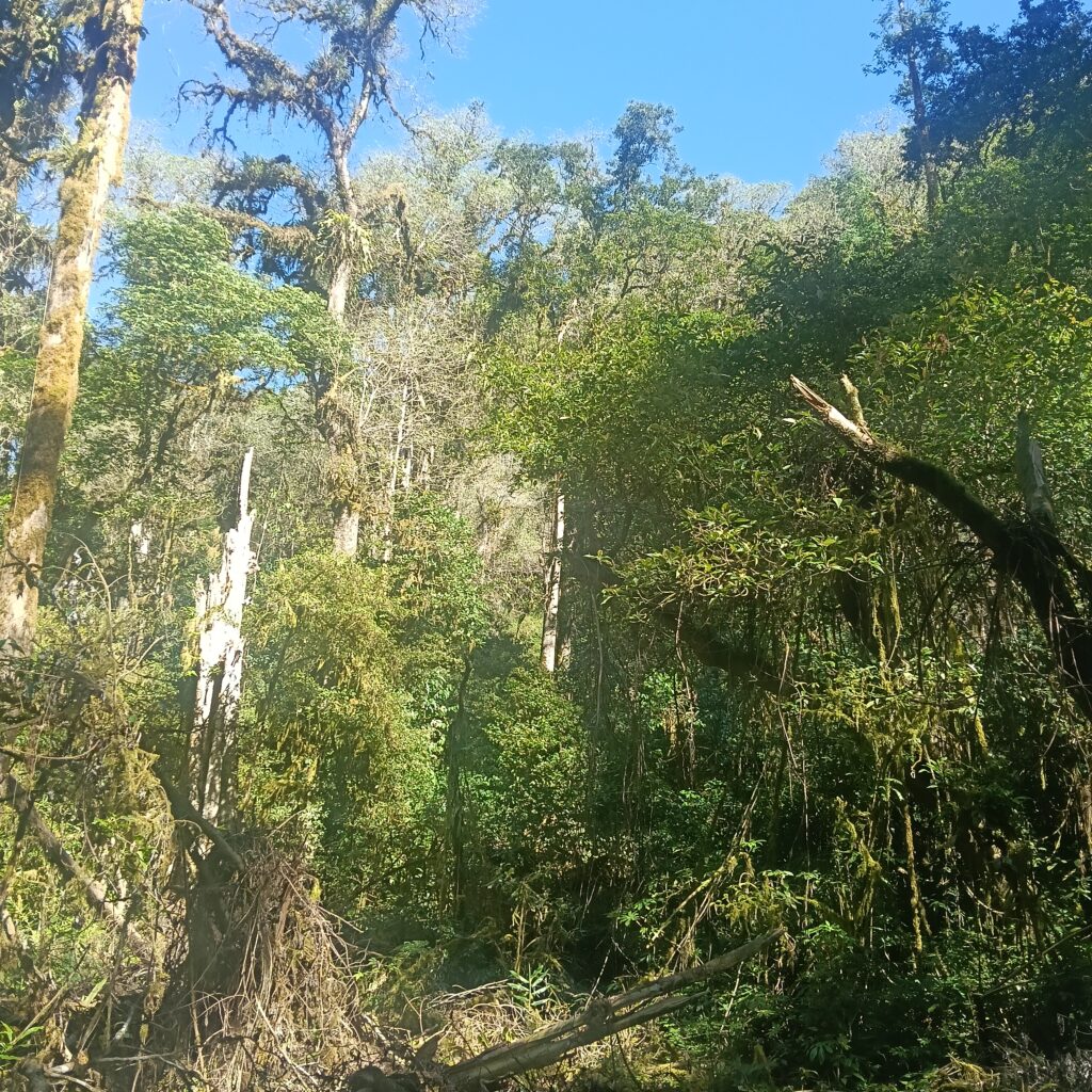 Rainforest of Tamblingan Area North Bali
