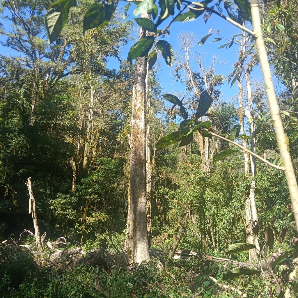 Towering Native Trees of Tamblingan Forest