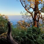 Forest trekking route to Mt Sanghyang summit