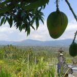 mayong village tropical plantation