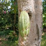 explore Tropical Fruits in Mayong Village