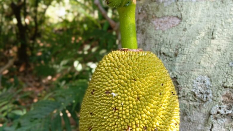 Tropical Plant in Mayong Village north Bali