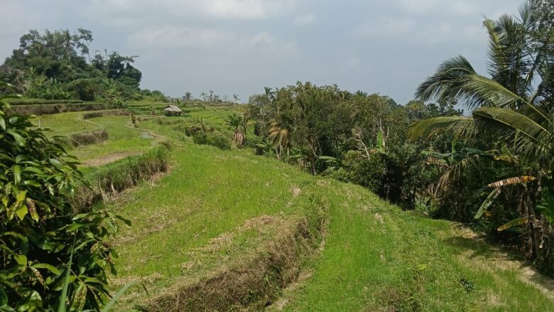 Bali Local Tour Guide - Why First-Hand Local Knowledge Matters When Exploring Bali