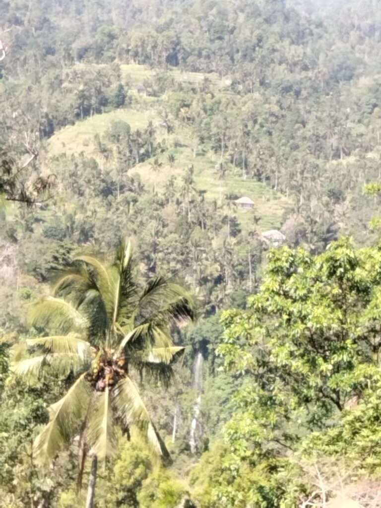 Explore flora and Fauna in sekumpul Village and Waterfalls