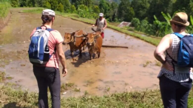 Our Trekking Perspective: How Bali Local Tour Guide Sees the Trails