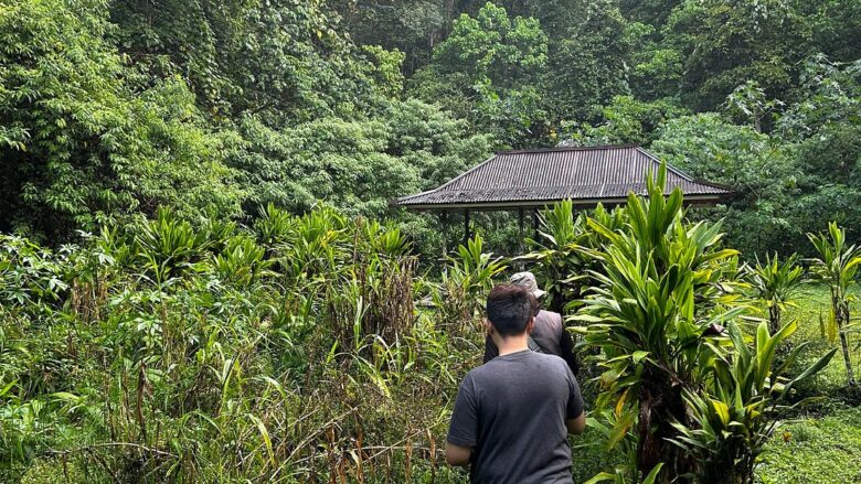 Scenic jungle trail connecting Lake Buyan and Lake Tamblingan on the Twin Lake Jungle Trek.