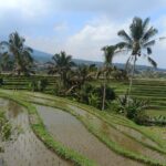 BALI LOCAL TOUR GUIDE — NORTH BALI ROOTS