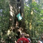 Adventurous traveler carefully climbing a suitable tree during a Twin Lake Jungle Trekking experience in the Tamblingan rainforest.