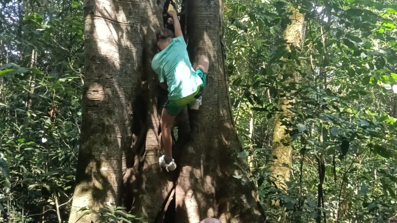 Adventurous traveler carefully climbing a suitable tree during a Twin Lake Jungle Trekking experience in the Tamblingan rainforest.