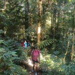 Hikers trekking through the lush jungle trails of Mount Lesung