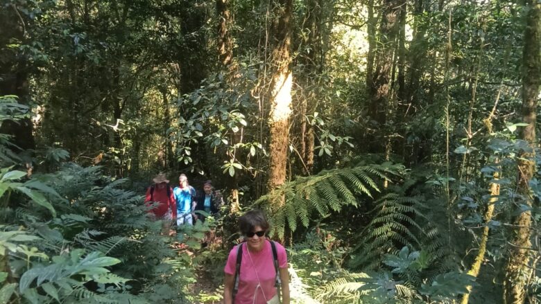 Hikers trekking through the lush jungle trails of Mount Lesung