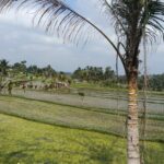 Narrow irrigation canal carrying water between agricultural fields in Jatiluwih.