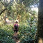 Misty tropical forest landscape encountered while trekking Mount Lesung