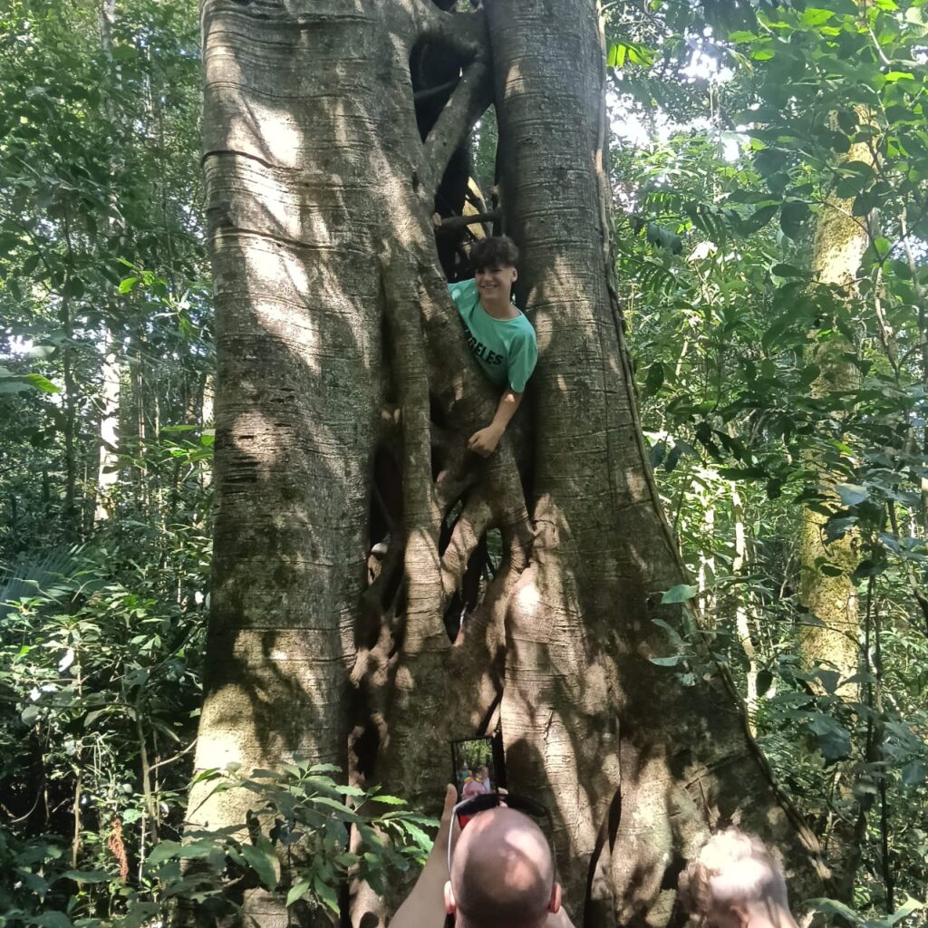 Teenager exploring and climbing a large tropical tree with a local guide during a jungle trek in North Bali.