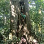 Teenager exploring and climbing a large tropical tree with a local guide during a jungle trek in North Bali.