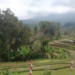Quiet countryside road winding through the green landscape toward Jatiluwih.