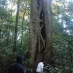 Parasite tree at the jungle of tamblingan north bali