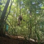 Young travelers having fun swinging from a tree in the wild Tamblingan jungle.