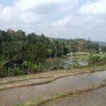 Peaceful rural landscape with village homes, tropical vegetation, and farmland near Jatiluwih