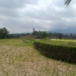 Freshly harvested rice gathered by local farmers in the Jatiluwih farming area