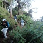 Mt Sanghyang trekking path through tropical vegetation