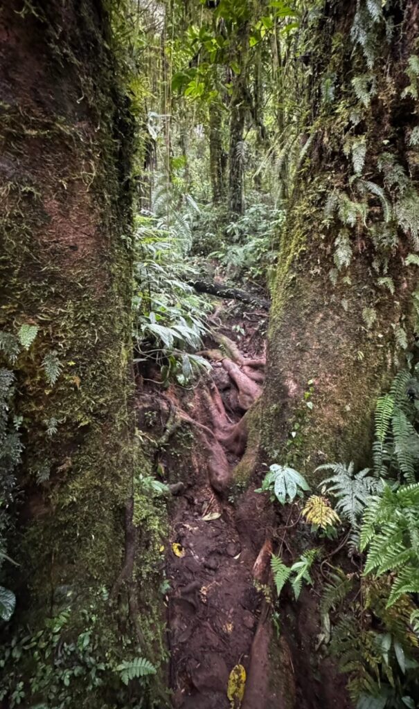 Trek Difficulty Explained: Choosing the Right Bali Trekking Adventure Based on Your Experience