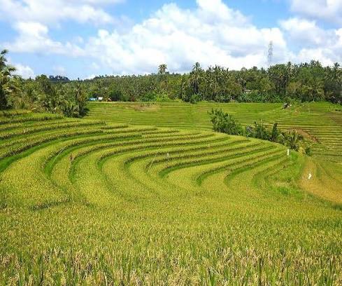 Belimbing Rice Terrace in Tabanan
