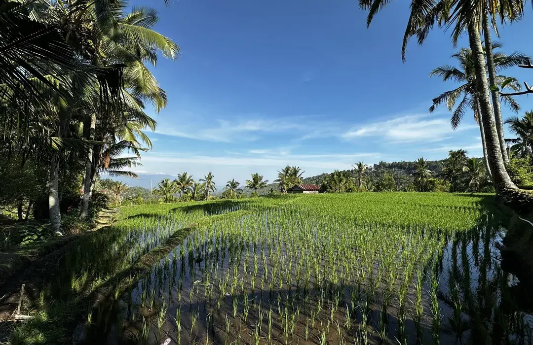 Rice Terrace Munduk Village – Walk Through the Beautiful Rice Fields of North Bali