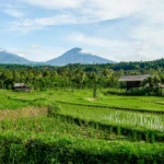 Experience the Rice Terraces of Munduk with a Local Guide