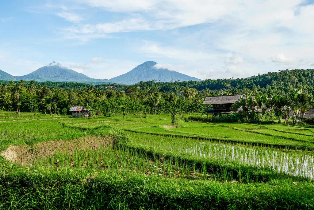 Experience the Rice Terraces of Munduk with a Local Guide