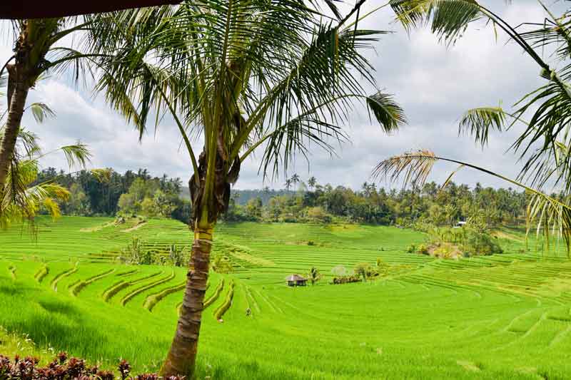 Belimbing Rice Field Trekking