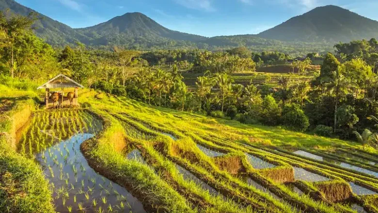 Rice Terrace Munduk Village Walking Experience