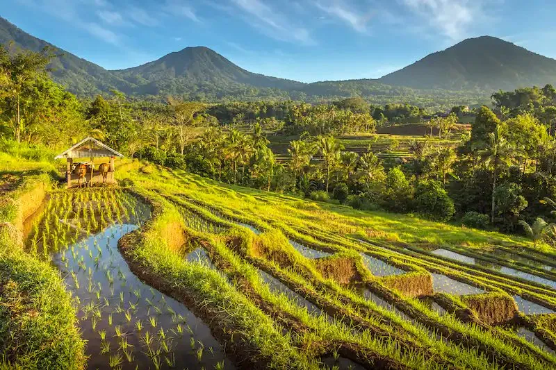 Rice Terrace Munduk Village Walking Experience