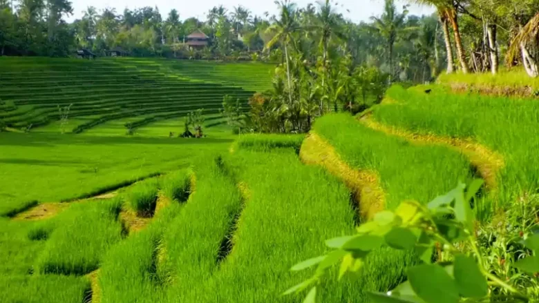 Belimbing Rice Terrace: Discover Bali’s Quiet Countryside on Foot